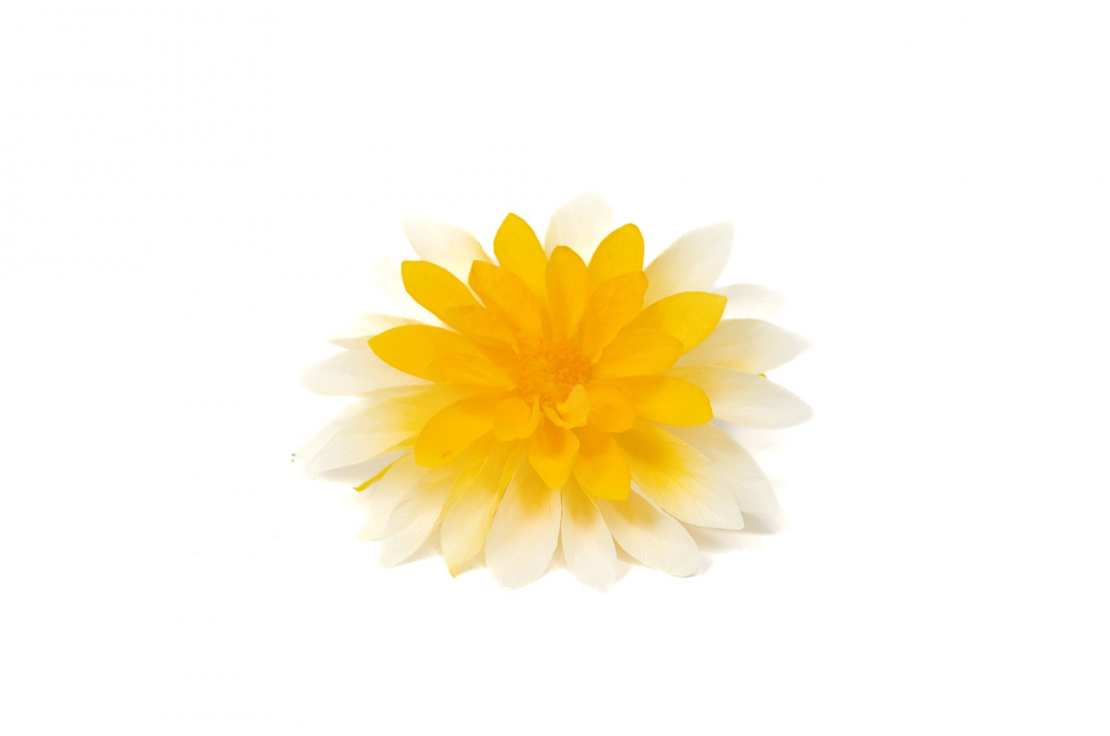 Preserved dahlia (09) preserved-dahlia-09