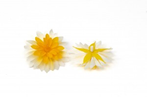 stabilisierte-dahlia-09.