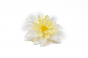preserved-dahlia-09.