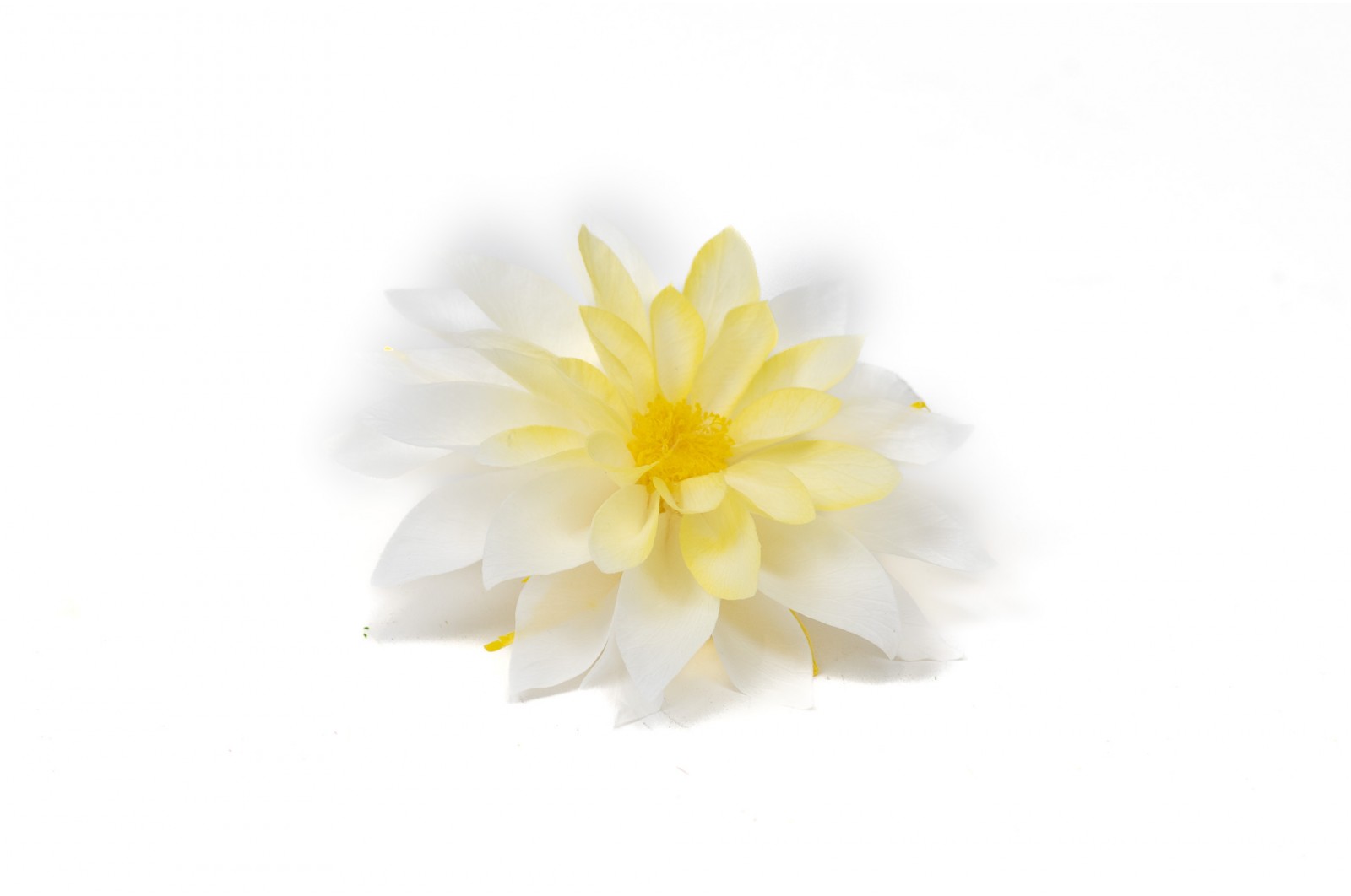 Preserved dahlia (09) preserved-dahlia-09