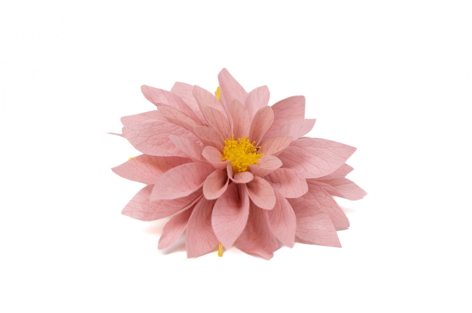 Preserved dahlia (09) preserved-dahlia-09