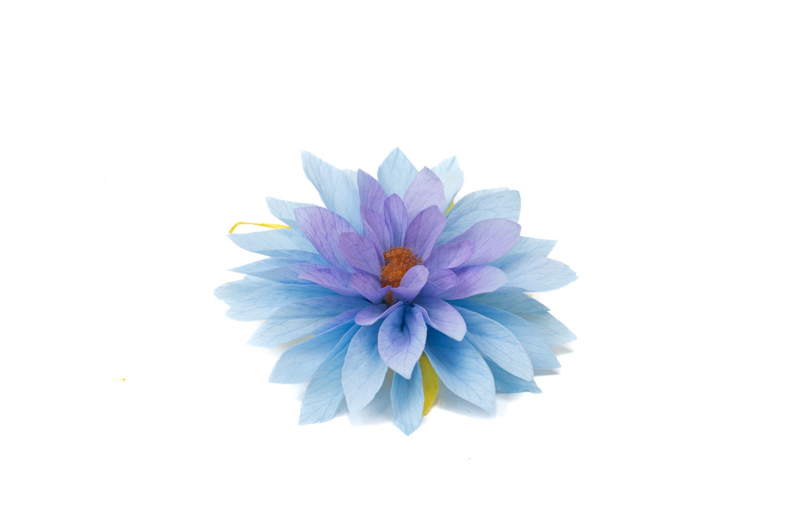 Stabilisierte dahlia (09) stabilisierte-dahlia-09