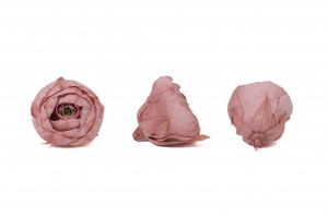 preserved-ranunculus-09.