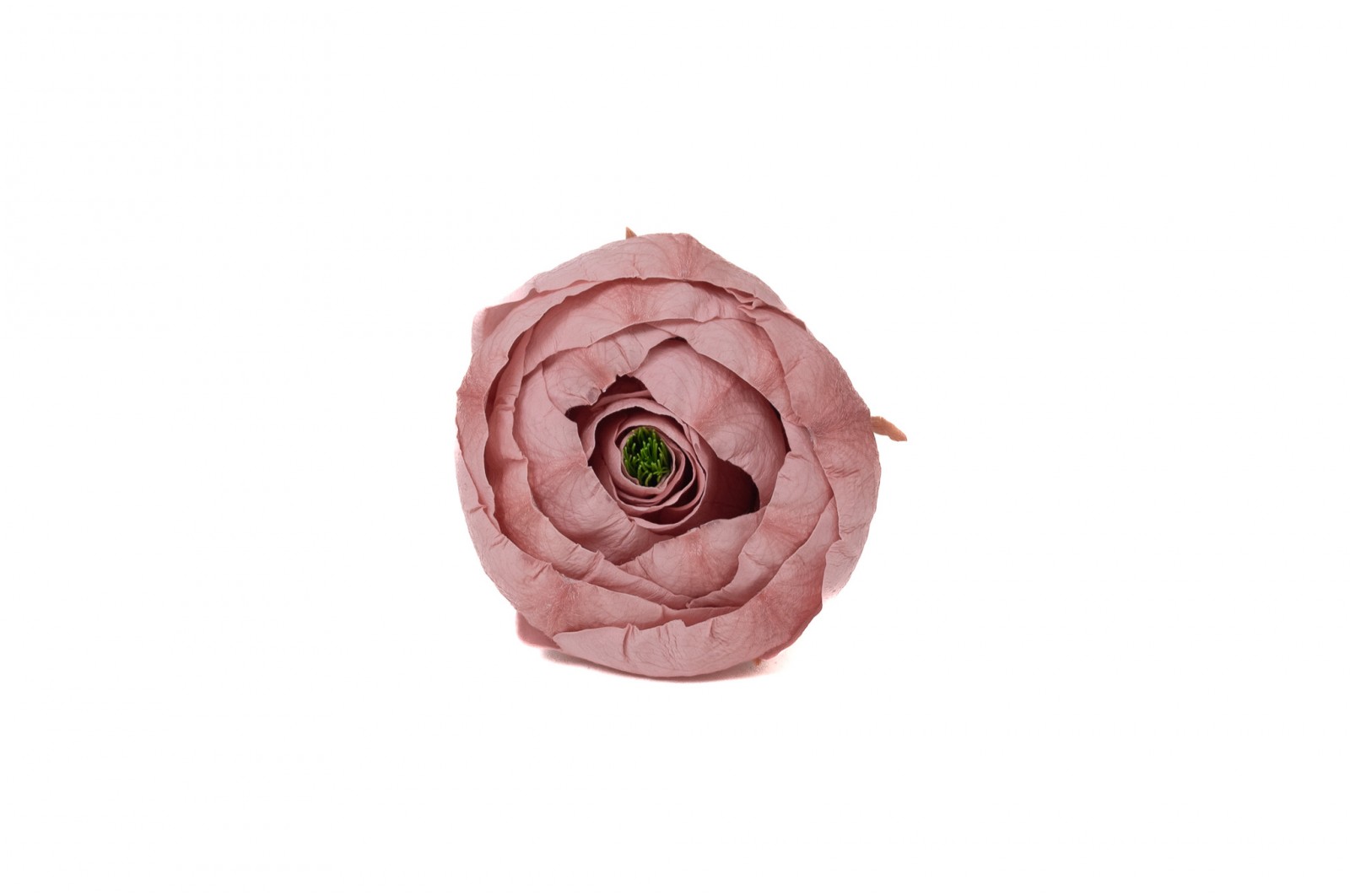 Preserved Ranunculus (09) preserved-ranunculus-09