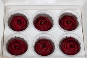 preserved-ranunculus-09.