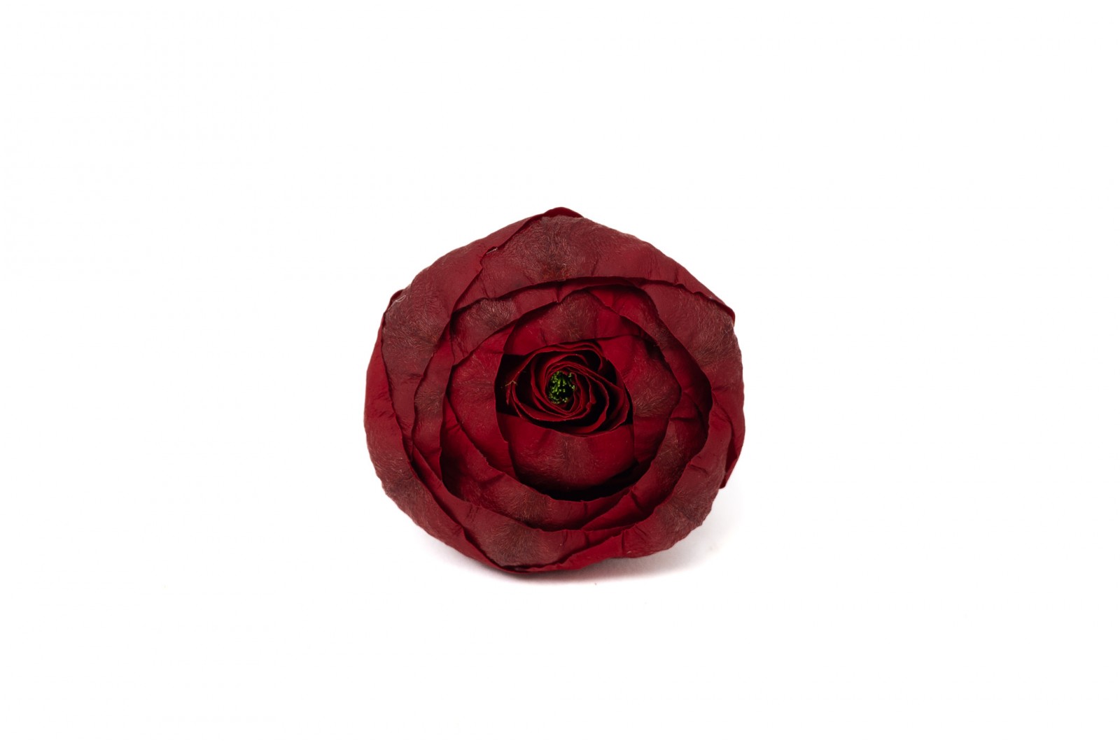 Preserved Ranunculus (09) preserved-ranunculus-09