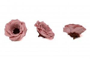 preserved-anemone-09.