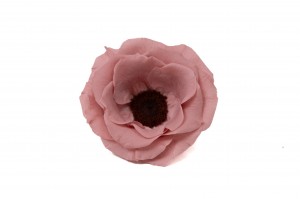 preserved-anemone-09