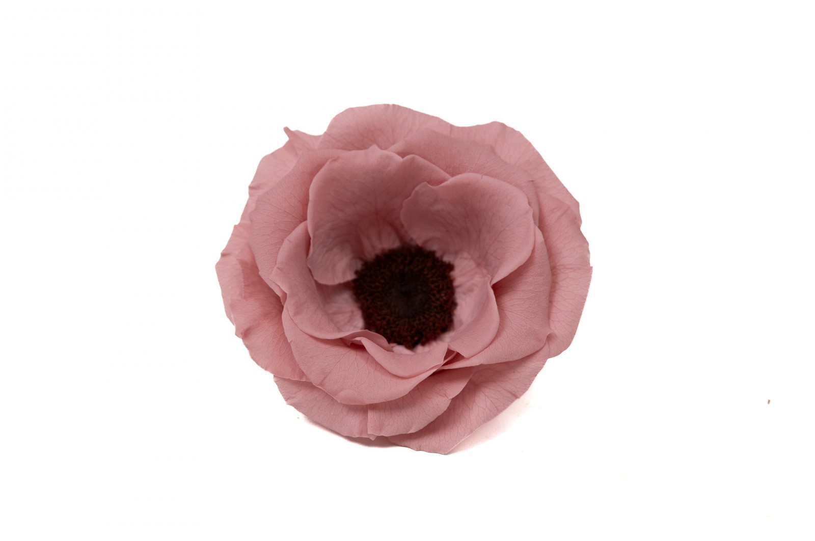 Preserved Anemone (09) preserved-anemone-09