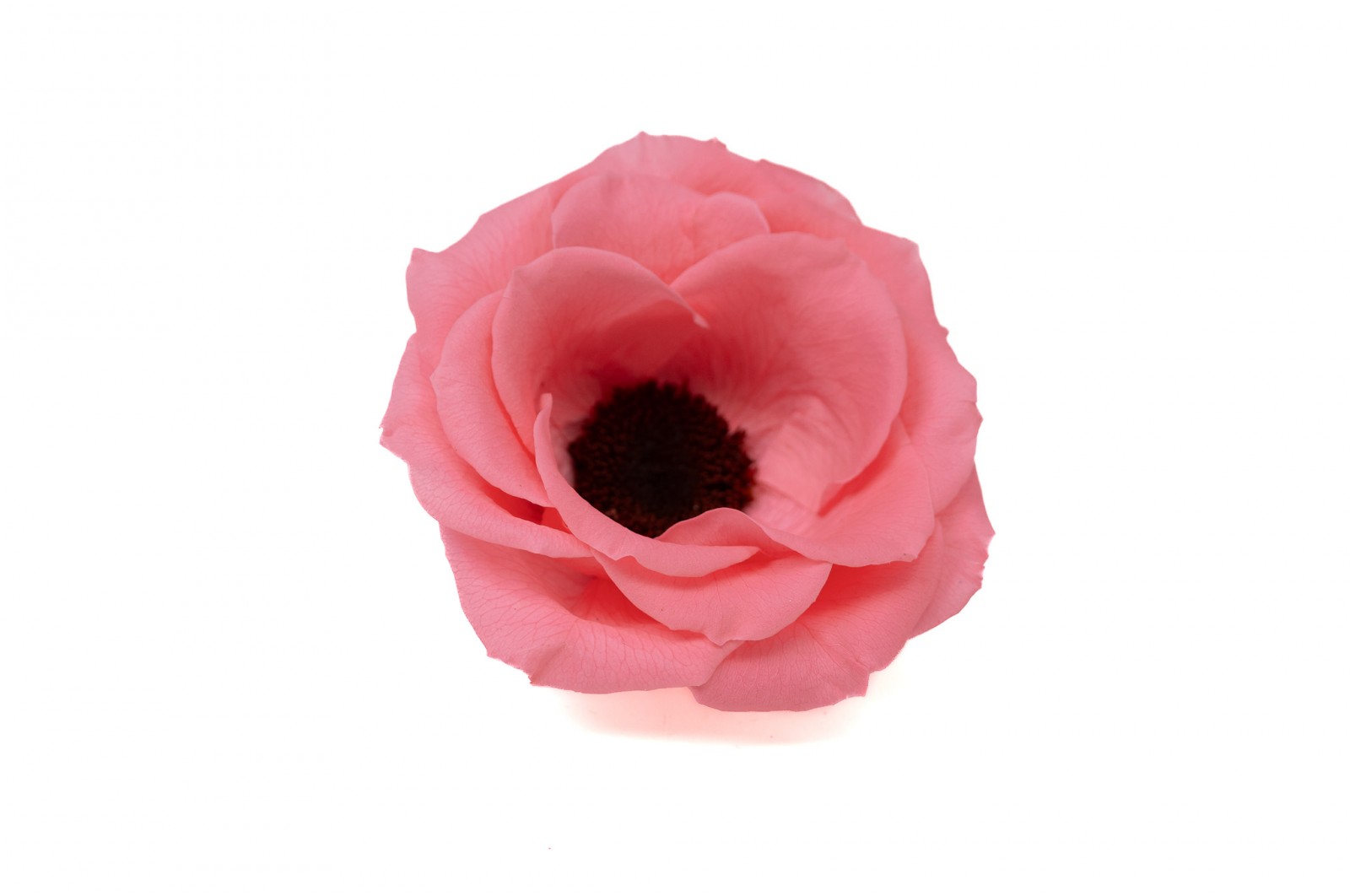 Preserved Anemone (09) preserved-anemone-09
