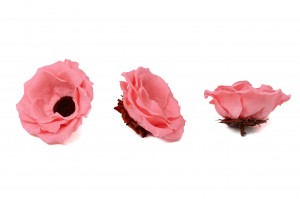 preserved-anemone-09.