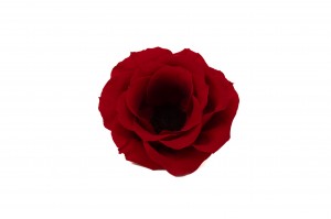preserved-anemone-09.