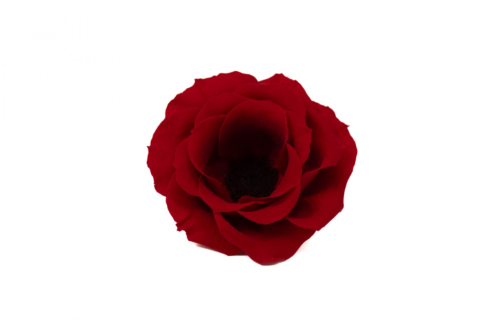Preserved Anemone (09) preserved-anemone-09