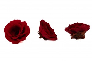 preserved-anemone-09.