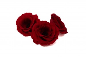 preserved-anemone-09.