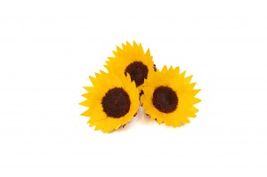 preserved-sunflower-heads-box-of-6-09