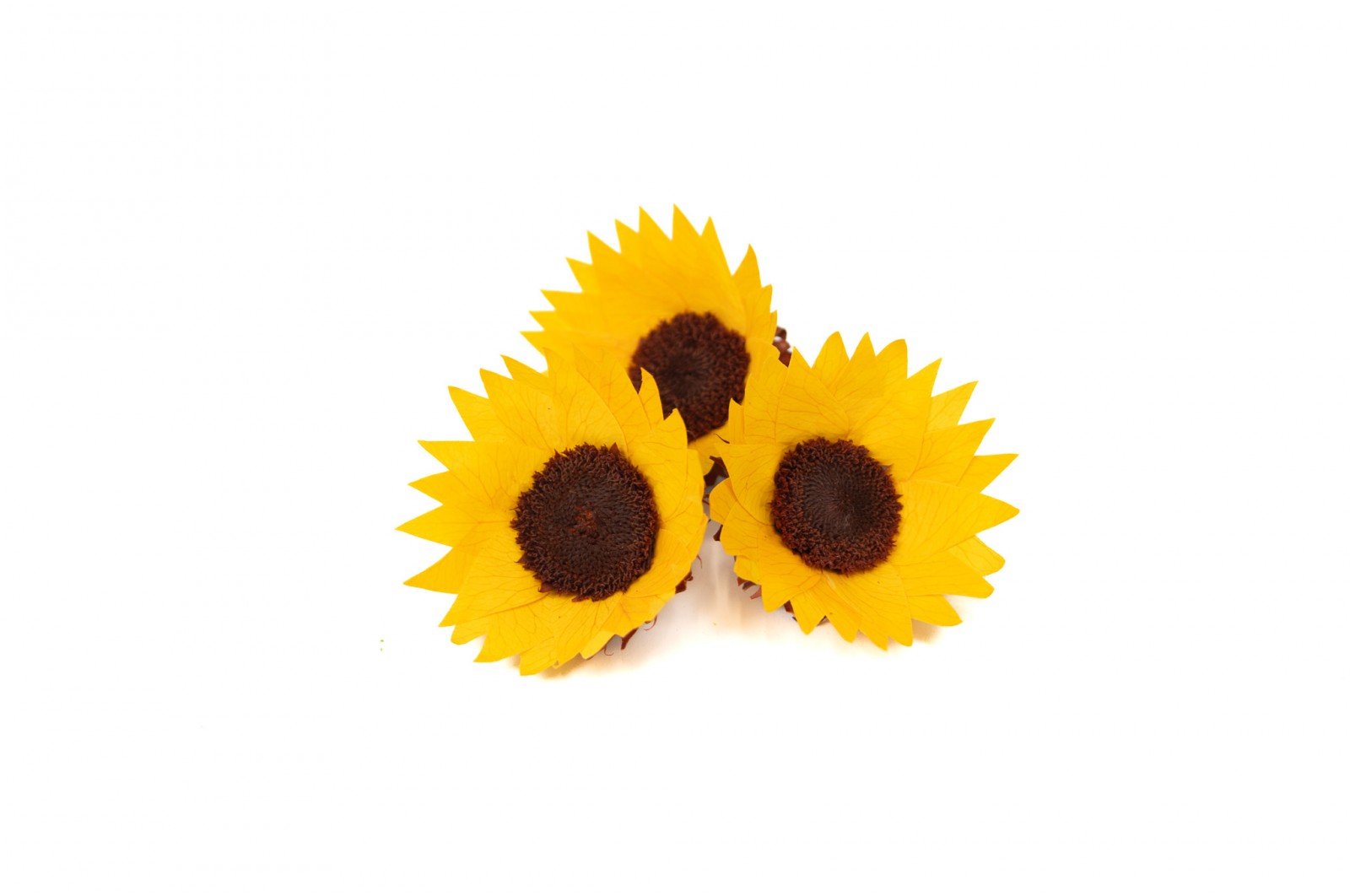 Preserved sunflower heads - Box of 6 - (09) preserved-sunflower-heads-box-of-6-09