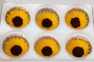 preserved-sunflower-heads-box-of-6-09.