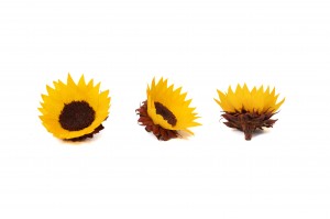 preserved-sunflower-heads-box-of-6-09.