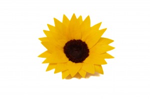 preserved-sunflower-head-09