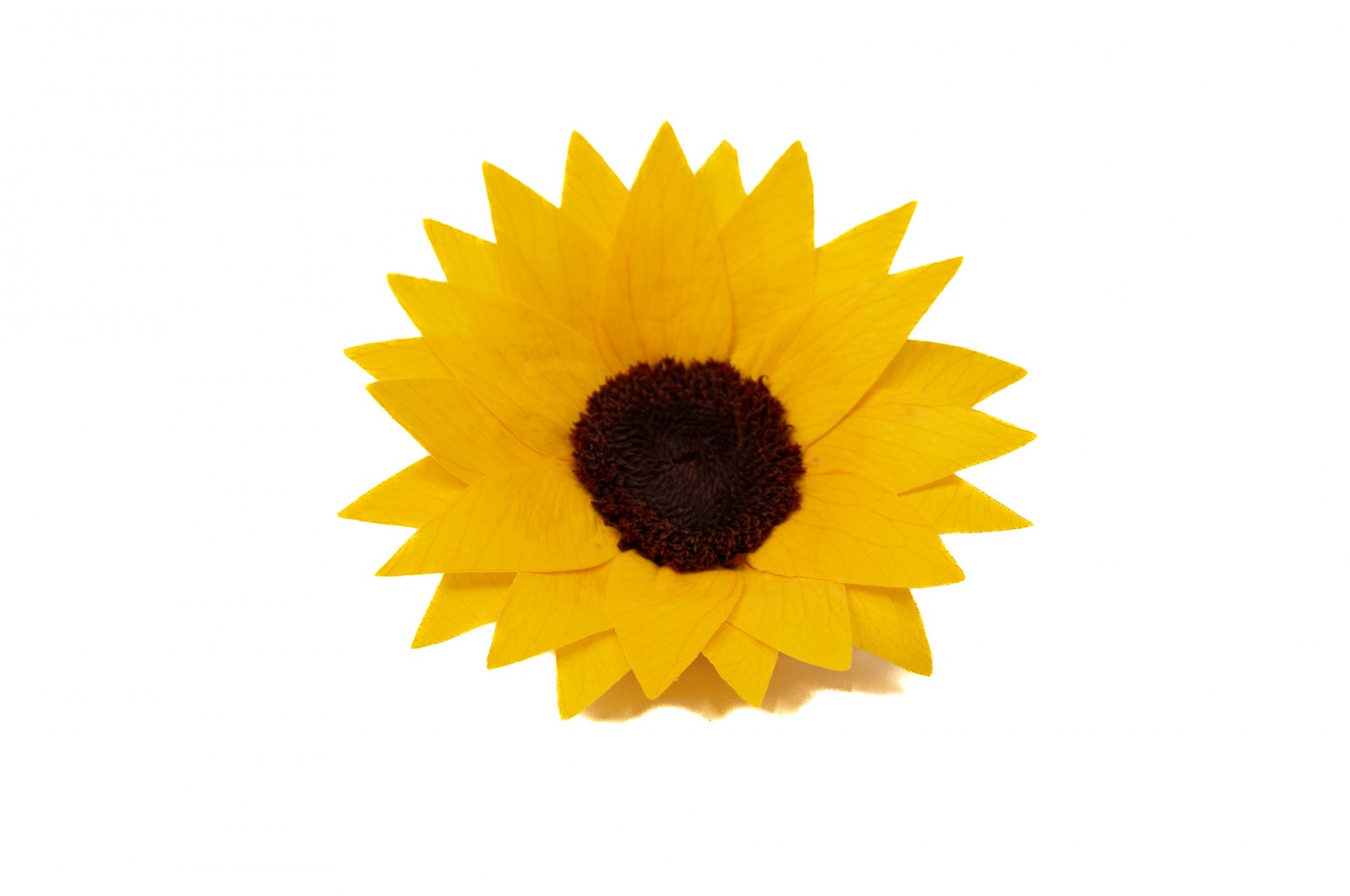 preserved-sunflower-head-09