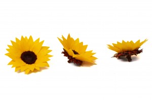 preserved-sunflower-head-09.