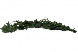 preserved-english-ivy-38.