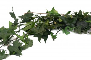 preserved-english-ivy-38