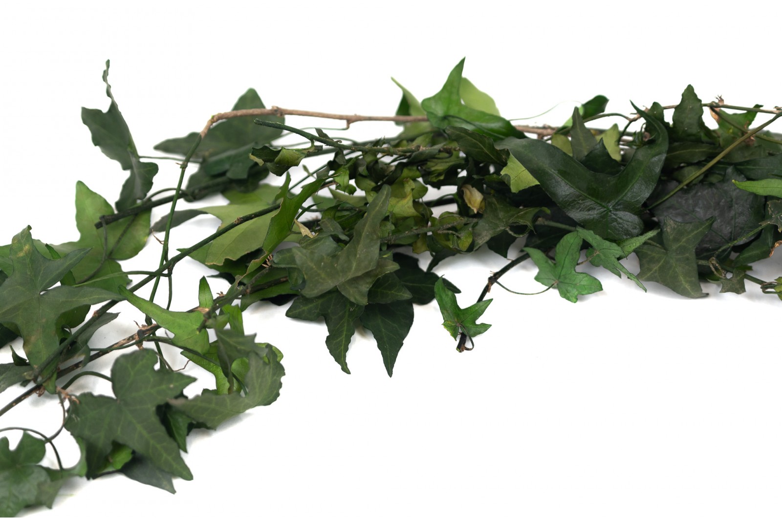 Preserved English Ivy (38)* preserved-english-ivy-38