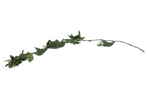 stabilisierter-helix-efeu-38.
