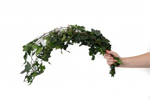 preserved-english-ivy-38.
