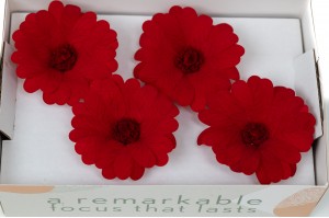 stabilisierte-ringelblume-09.