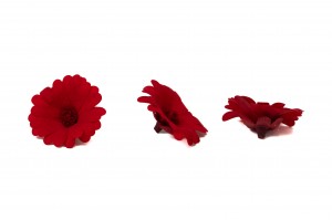 preserved-calendula-09.