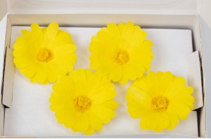 preserved-calendula-09.