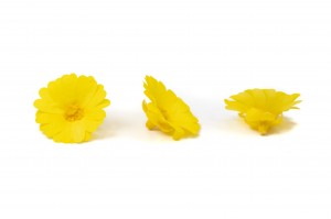 preserved-calendula-09.