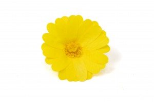 preserved-calendula-09.