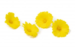 preserved-calendula-09.