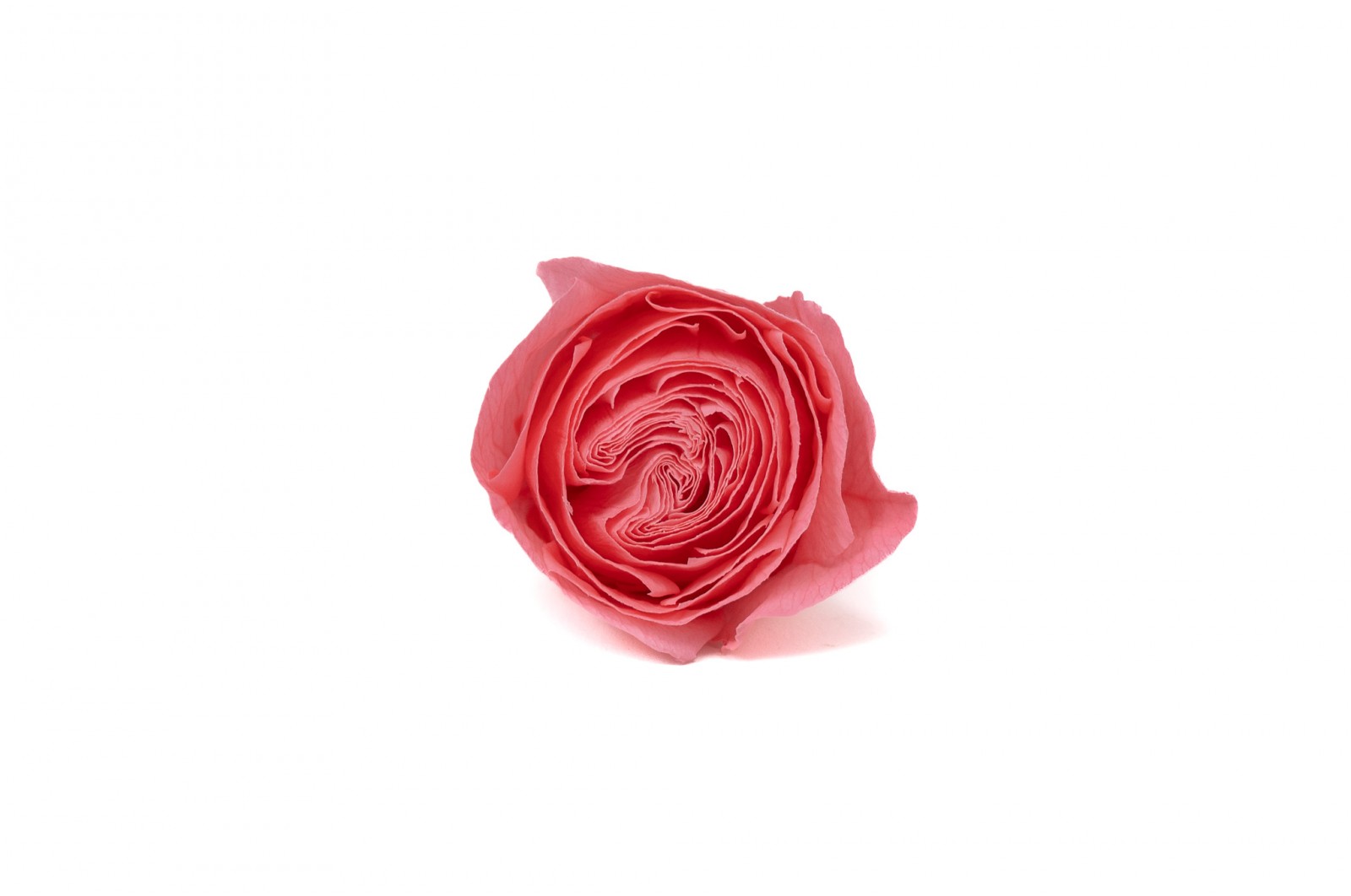 tetes-de-roses-buttercup-stabilisees-9