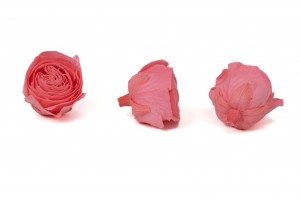 tetes-de-roses-buttercup-stabilisees-9.