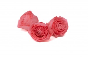 tetes-de-roses-buttercup-stabilisees-9.