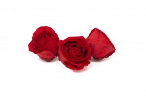 tetes-de-roses-buttercup-stabilisees-9.