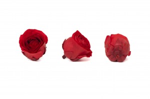 preserved-rose-heads-09.
