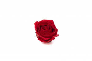 preserved-rose-heads-09.