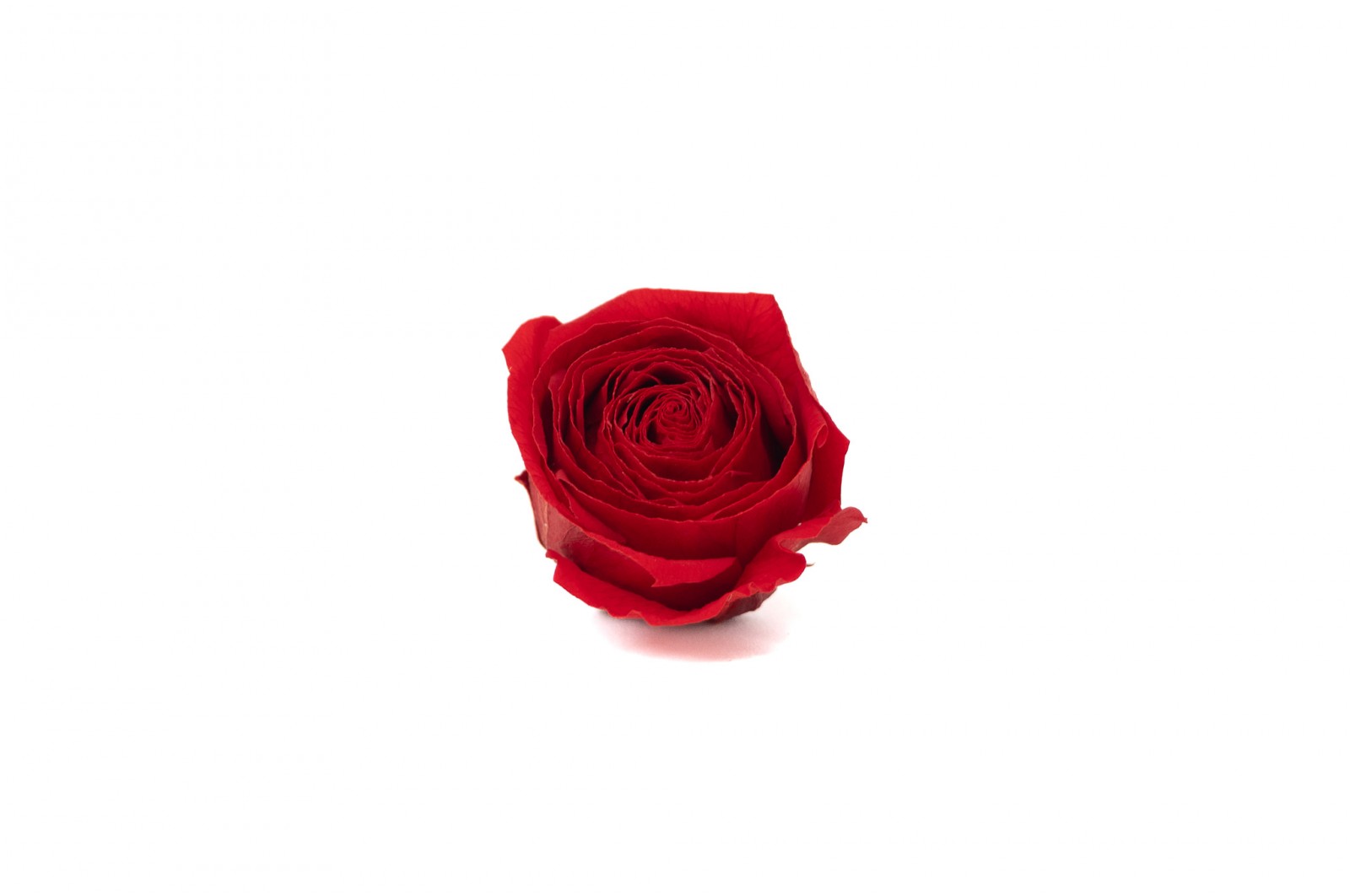 preserved-buttercup-rose-heads-9