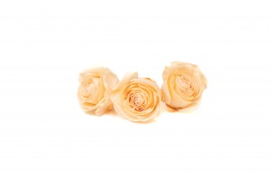 preserved-buttercup-rose-heads-9.