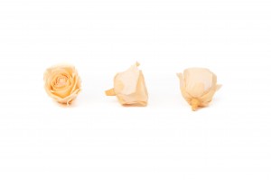 preserved-buttercup-rose-heads-9.