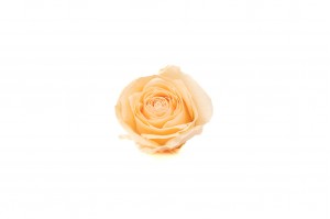 preserved-buttercup-rose-heads-9