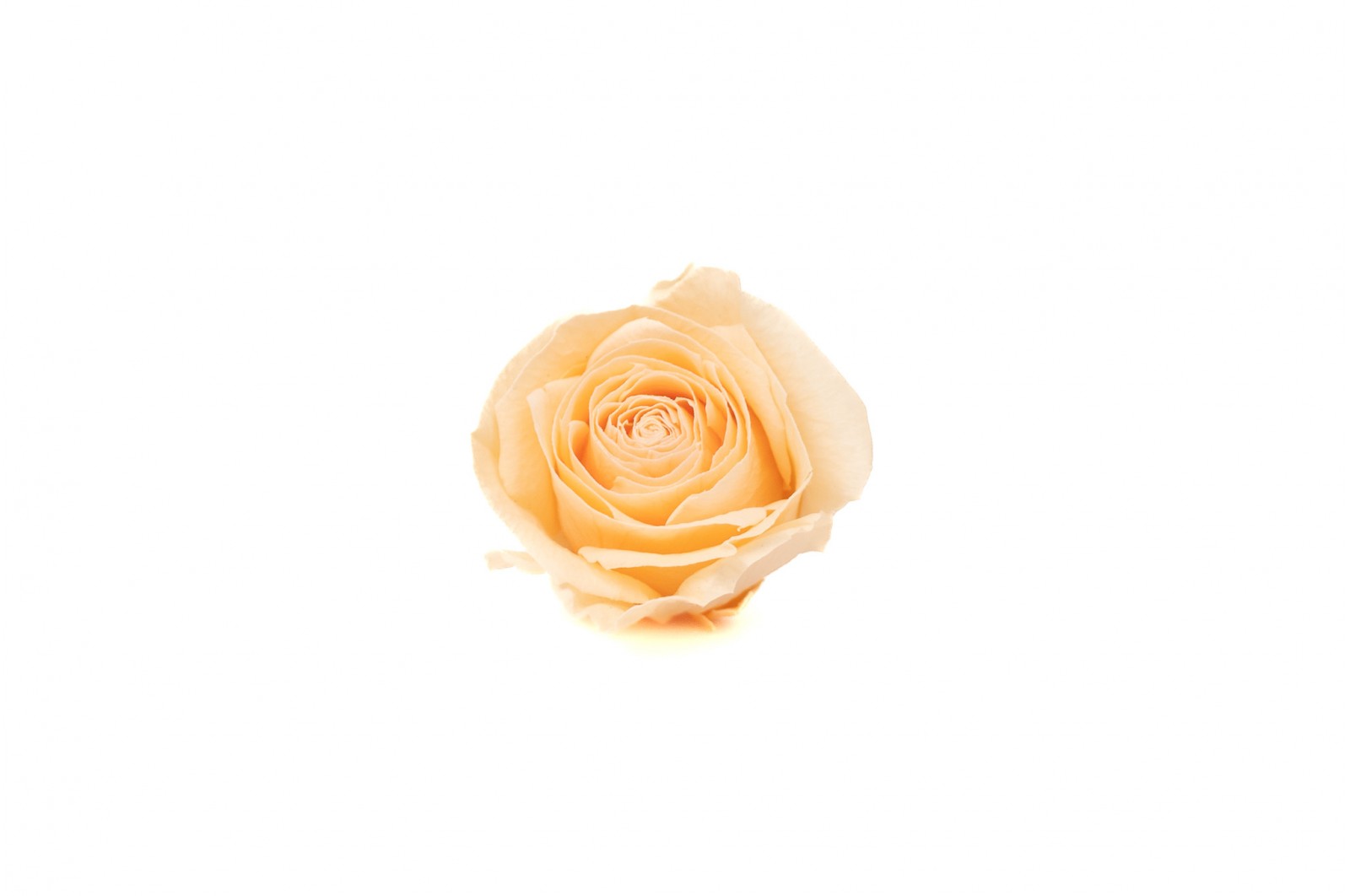 stabilisiert-buttercup-rosenkoepfe-9
