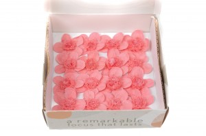 preserved-myosotis-09.