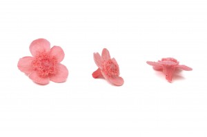 myosotis-stabilise-09.